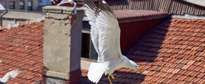 Residential Chimney Animal Removal Solution in Cabot, AR