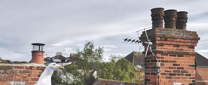 Chimney Cleaning And Restoration in Cabot, Arkansas
